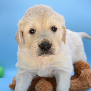 chiot Golden retriever Collier orange élevage du Fond de la Noye