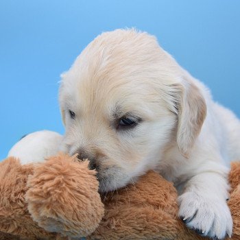 chiot Golden retriever Collier orange élevage du Fond de la Noye