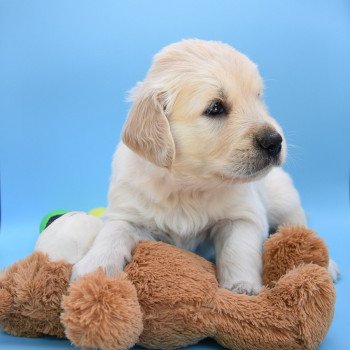 chiot Golden retriever Collier orange élevage du Fond de la Noye