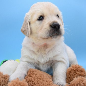 chiot Golden retriever Collier orange élevage du Fond de la Noye chiot Golden retriever Collier orange élevage du Fond de la Noye