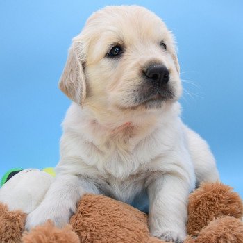 chiot Golden retriever Collier orange élevage du Fond de la Noye