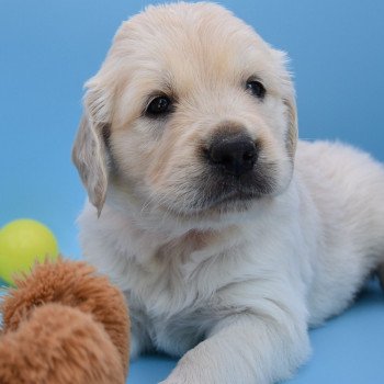 chiot Golden retriever Collier orange élevage du Fond de la Noye