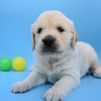 chiot Golden retriever Collier orange élevage du Fond de la Noye