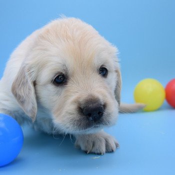 chiot Golden retriever Collier orange élevage du Fond de la Noye