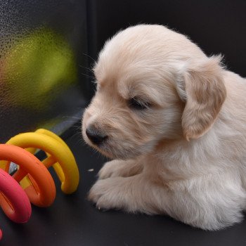 chiot Golden retriever sable Collier orange fluo élevage du Fond de la Noye