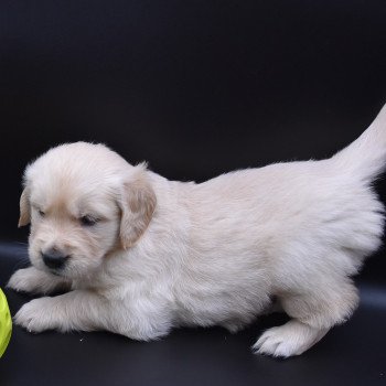 chiot Golden retriever sable Collier orange fluo élevage du Fond de la Noye chiot Golden retriever sable Collier orange fluo élevage du Fond de la Noye