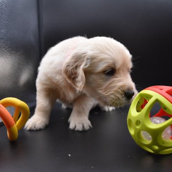 chiot Golden retriever sable Collier orange fluo élevage du Fond de la Noye