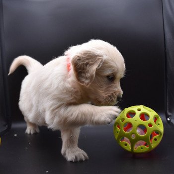 chiot Golden retriever sable Collier orange fluo élevage du Fond de la Noye chiot Golden retriever sable Collier orange fluo élevage du Fond de la Noye