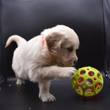 chiot Golden retriever sable Collier orange fluo élevage du Fond de la Noye