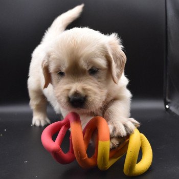 chiot Golden retriever sable Collier orange fluo élevage du Fond de la Noye chiot Golden retriever sable Collier orange fluo élevage du Fond de la Noye