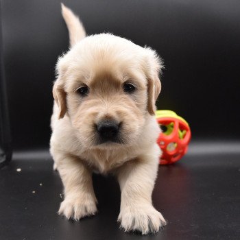 chiot Golden retriever sable Collier orange fluo élevage du Fond de la Noye