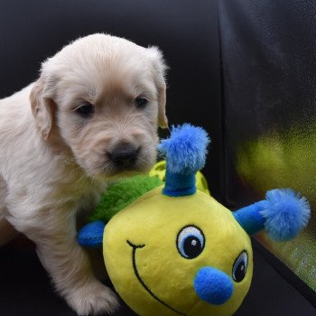 chiot Golden retriever sable Collier orange fluo élevage du Fond de la Noye