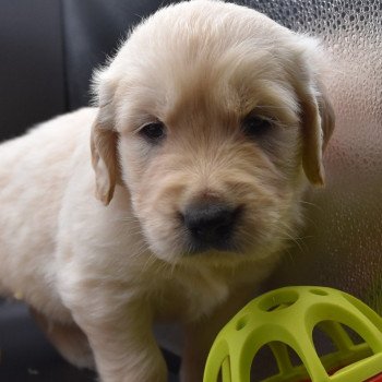 chiot Golden retriever sable Collier orange fluo élevage du Fond de la Noye chiot Golden retriever sable Collier orange fluo élevage du Fond de la Noye