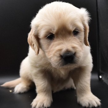 chiot Golden retriever sable Collier orange fluo élevage du Fond de la Noye chiot Golden retriever sable Collier orange fluo élevage du Fond de la Noye