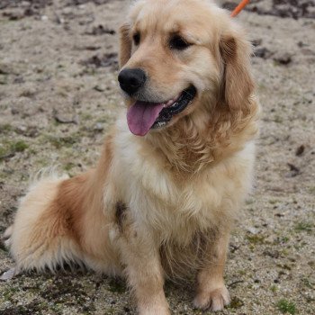 chien Golden retriever fauve clair Remember-me élevage du Fond de la Noye