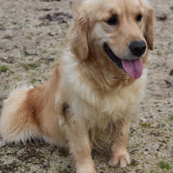 chien Golden retriever fauve clair Remember-me élevage du Fond de la Noye