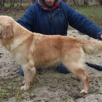 chien Golden retriever fauve clair Remember-me élevage du Fond de la Noye