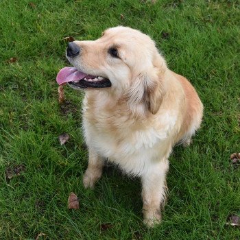 chien Golden retriever fauve clair Remember-me élevage du Fond de la Noye