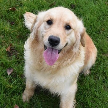 chien Golden retriever fauve clair Remember-me élevage du Fond de la Noye