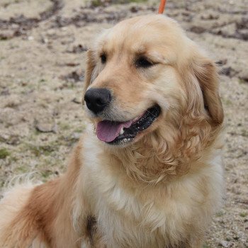 chien Golden retriever fauve clair Remember-me élevage du Fond de la Noye