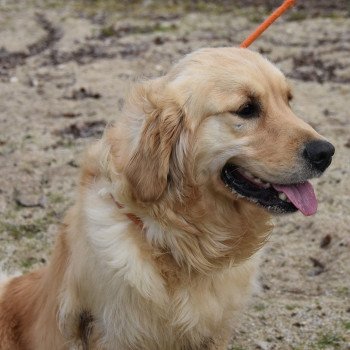 chien Golden retriever fauve clair Remember-me élevage du Fond de la Noye