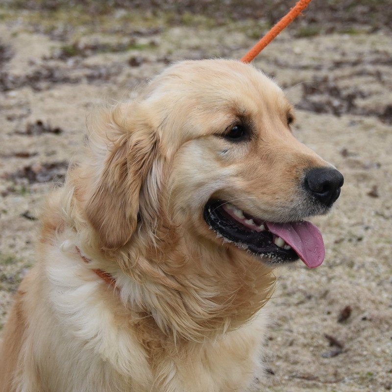 Remember-me du Fond de la Noye Femelle Golden retriever