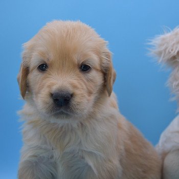 chiot Golden retriever Collier orange élevage du Fond de la Noye