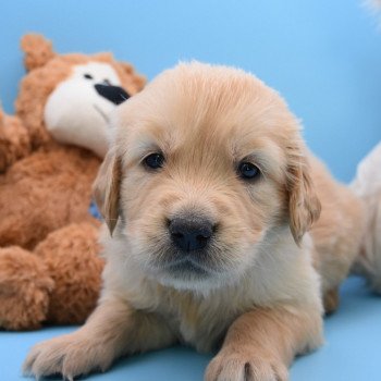 chiot Golden retriever Collier orange élevage du Fond de la Noye