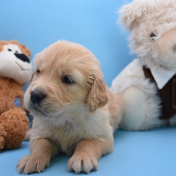 chiot Golden retriever Collier orange élevage du Fond de la Noye