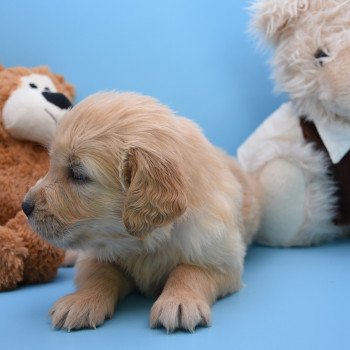 chiot Golden retriever Collier orange élevage du Fond de la Noye