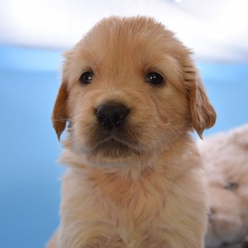 chiot Golden retriever Collier orange élevage du Fond de la Noye