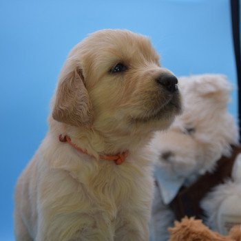 chiot Golden retriever Collier orange élevage du Fond de la Noye