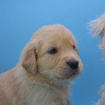 chiot Golden retriever Collier orange élevage du Fond de la Noye