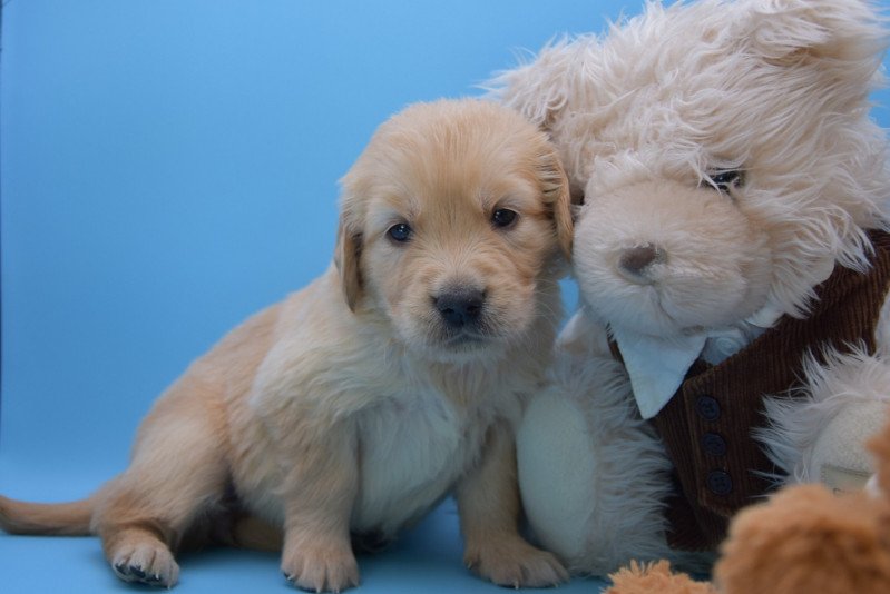 Roxane-Bella du Fond de la Noye Femelle Golden retriever