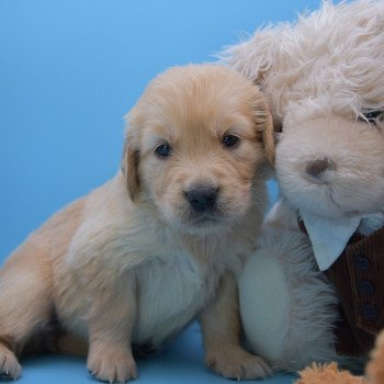 chiot Golden retriever Collier orange élevage du Fond de la Noye