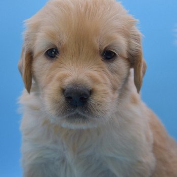 chiot Golden retriever Collier orange élevage du Fond de la Noye chiot Golden retriever Collier orange élevage du Fond de la Noye