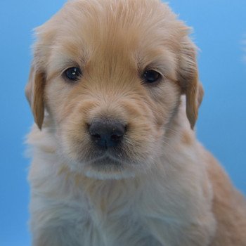 chiot Golden retriever Collier orange élevage du Fond de la Noye