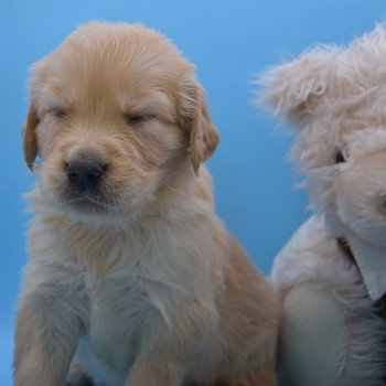 chiot Golden retriever Collier orange élevage du Fond de la Noye