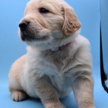 chiot Golden retriever Collier rose élevage du Fond de la Noye