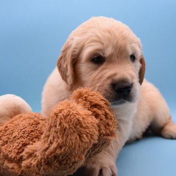 chiot Golden retriever Collier rose élevage du Fond de la Noye