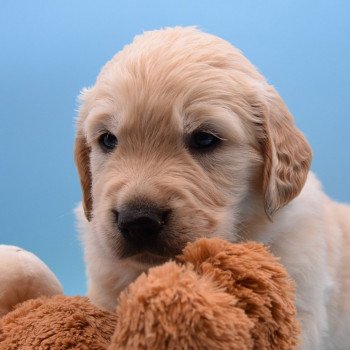 chiot Golden retriever Collier rose élevage du Fond de la Noye