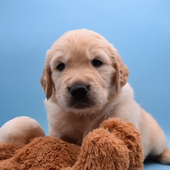 chiot Golden retriever Collier rose élevage du Fond de la Noye