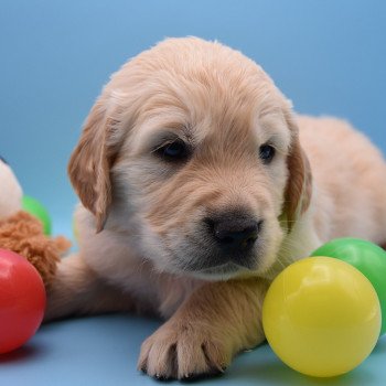 chiot Golden retriever Collier rose élevage du Fond de la Noye