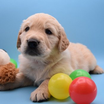 chiot Golden retriever Collier rose élevage du Fond de la Noye