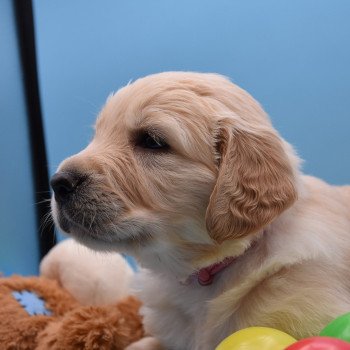 chiot Golden retriever Collier rose élevage du Fond de la Noye