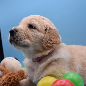 chiot Golden retriever Collier rose élevage du Fond de la Noye