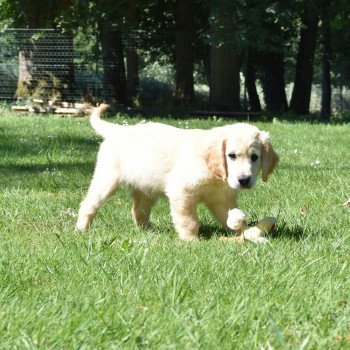 chiot Golden retriever Rio élevage du Fond de la Noye