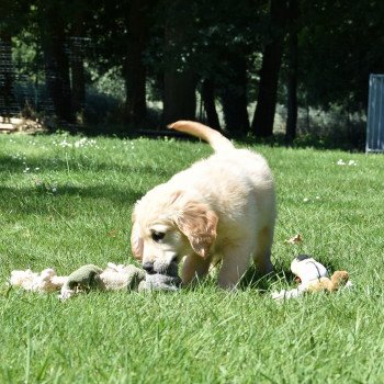chiot Golden retriever Rio élevage du Fond de la Noye chiot Golden retriever Rio élevage du Fond de la Noye