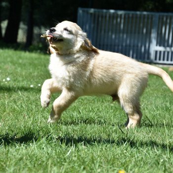 chiot Golden retriever Rio élevage du Fond de la Noye