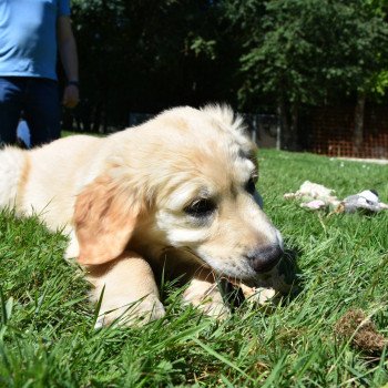chiot Golden retriever Rio élevage du Fond de la Noye chiot Golden retriever Rio élevage du Fond de la Noye